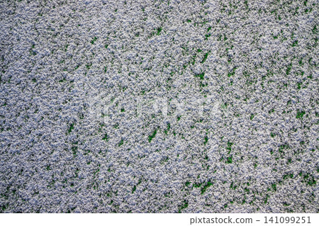 The football field with artificial green grass is covered with a light layer of snow. Early spring. Green grass on the football field is visible from under the snow. Amateur football field. The football field with artificial green grass is covered with a light layer of snow. Early spring. Green grass on the football field is visible from under the snow. Amateur football field. 141099251
