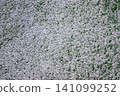 The football field with artificial green grass is covered with a light layer of snow. Early spring. Green grass on the football field is visible from under the snow. Amateur football field. 141099252
