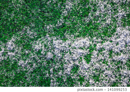 The football field with artificial green grass is covered with a light layer of snow. Early spring. Green grass on the football field is visible from under the snow. Amateur football field. The football field with artificial green grass is covered with a light layer of snow. Early spring. Green grass on the football field is visible from under the snow. Amateur football field. 141099253