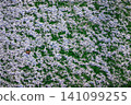 The football field with artificial green grass is covered with a light layer of snow. Early spring. Green grass on the football field is visible from under the snow. Amateur football field. 141099255