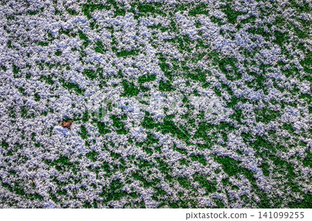 The football field with artificial green grass is covered with a light layer of snow. Early spring. Green grass on the football field is visible from under the snow. Amateur football field. The football field with artificial green grass is covered with a light layer of snow. Early spring. Green grass on the football field is visible from under the snow. Amateur football field. 141099255