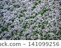 The football field with artificial green grass is covered with a 141099256
