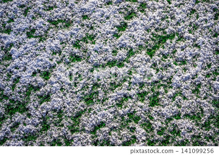 The football field with artificial green grass is covered with a 141099256