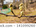 Magnolia flower bud in early spring. Magnolia tree in early spring with young flower buds 141099260