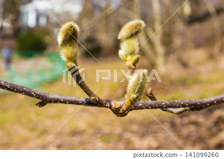 Magnolia flower bud in early spring. Magnolia tree in early spring with young flower buds 141099260