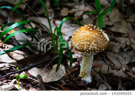 Mushrooms I found in the dark forest Mushrooms I found in the dark forest 141099265