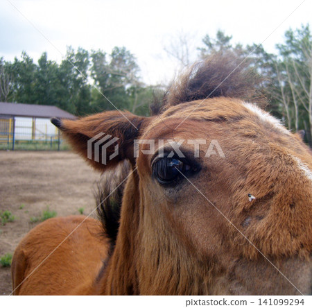 Close-up portrait of a young brown foal's face with a messy mane. The young horse has a white stripe on its nose where a little fly is resting. Farm buildings and green trees blur in the background Close-up portrait of a young brown foal's face with a messy mane. The young horse has a white stripe on its nose where a little fly is resting. Farm buildings and green trees blur in the background 141099294