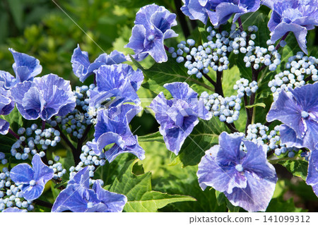繡球花繡球花 繡球花繡球花 141099312