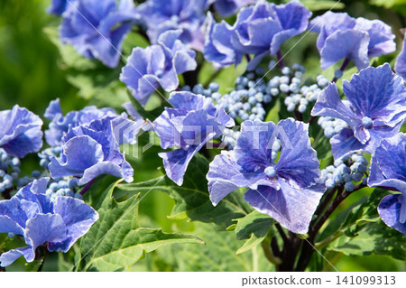 繡球花繡球花 繡球花繡球花 141099313
