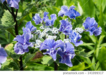 Hydrangea in hydrangea Hydrangea in hydrangea 141099317