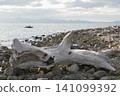 Aomori Prefecture, Hiranai Town, Natsudomari Peninsula, Oshima Island 141099392