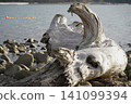 Aomori Prefecture, Hiranai Town, Natsudomari Peninsula, Oshima Island 141099394