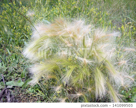 Vibrant cluster of feathery foxtail grass stands out in a sunlit meadow. Its soft, wispy, green and golden seed heads create a delicate texture amidst the surrounding wild green herbs and grasses Vibrant cluster of feathery foxtail grass stands out in a sunlit meadow. Its soft, wispy, green and golden seed heads create a delicate texture amidst the surrounding wild green herbs and grasses 141099503