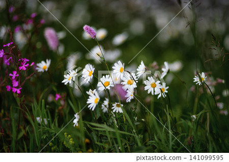 Wild Meadow Daisies with Pink Wildflowers in Soft Summer Light Wild Meadow Daisies with Pink Wildflowers in Soft Summer Light 141099595