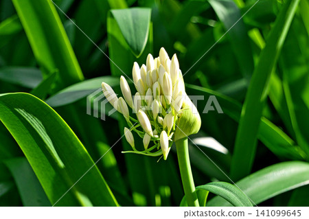 白色百子蓮花蕾(夏季,六月) 白色百子蓮花蕾(夏季,六月) 141099645