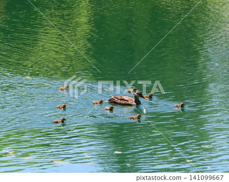 A family of mallard ducks swimming side by side A family of mallard ducks swimming side by side 141099667