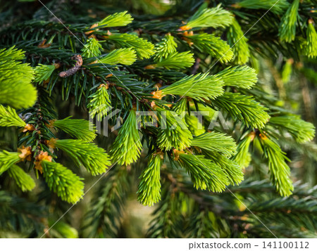 Close view of fresh green pine tree branches in a natural setting during daytime Close view of fresh green pine tree branches in a natural setting during daytime 141100112