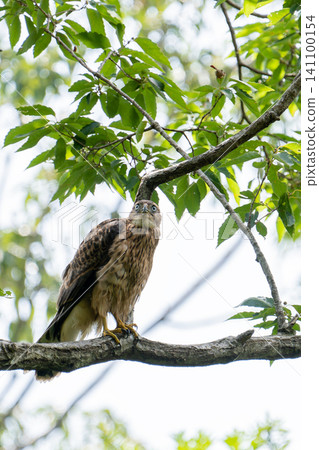 Young Northern Goshawk (front view) Young Northern Goshawk (front view) 141100154
