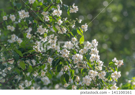 White jasmine blossoms on green branches with soft bokeh background White jasmine blossoms on green branches with soft bokeh background 141100161