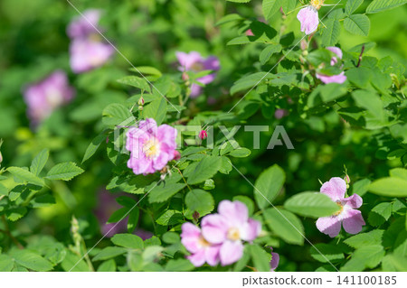 Wild rose blossoms on leafy green shrub in sunlight 141100185