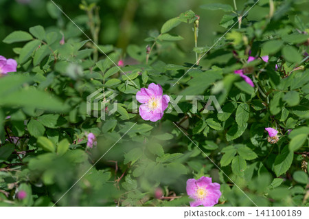Wild pink rose blossom among green shrub foliage in sunlight 141100189