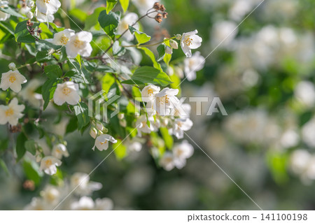 White jasmine blossoms on leafy green branches 141100198