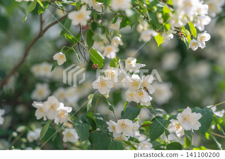 White jasmine blossoms clustered on leafy summer shrub White jasmine blossoms clustered on leafy summer shrub 141100200