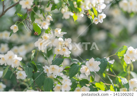 White jasmine blossoms on sunlit green branches White jasmine blossoms on sunlit green branches 141100202
