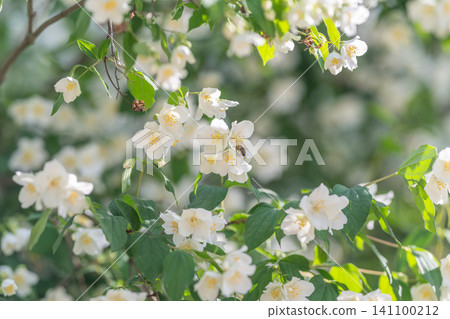 Fragrant white jasmine blossoms on sunlit green shrub Fragrant white jasmine blossoms on sunlit green shrub 141100212