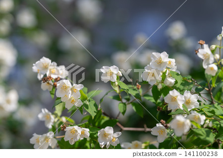 White jasmine blossoms on green branches with soft bokeh background White jasmine blossoms on green branches with soft bokeh background 141100238
