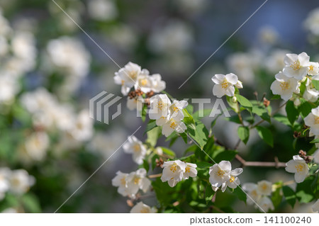White jasmine blossoms on sunlit shrub with blurred garden background White jasmine blossoms on sunlit shrub with blurred garden background 141100240