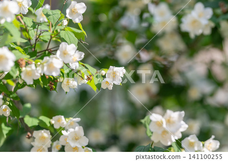 Delicate white jasmine blossoms on sunlit green shrub Delicate white jasmine blossoms on sunlit green shrub 141100255