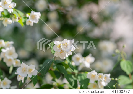 White jasmine blossoms on green shrub with soft natural light White jasmine blossoms on green shrub with soft natural light 141100257