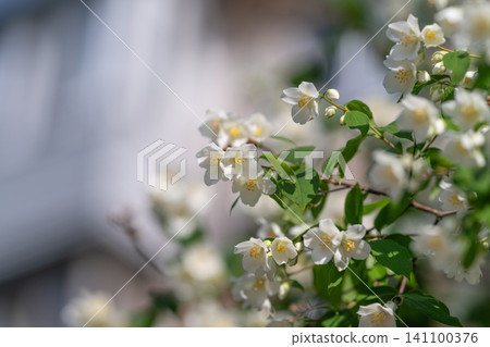 White jasmine blossoms on leafy branch in soft daylight White jasmine blossoms on leafy branch in soft daylight 141100376
