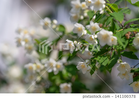 White jasmine blossoms on leafy branch in soft sunlight White jasmine blossoms on leafy branch in soft sunlight 141100378