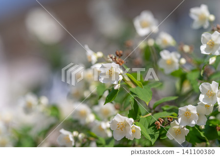 White jasmine blossoms on leafy shrub in soft natural light White jasmine blossoms on leafy shrub in soft natural light 141100380
