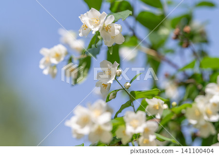 White jasmine blossoms on green branches against soft blue sky 141100404