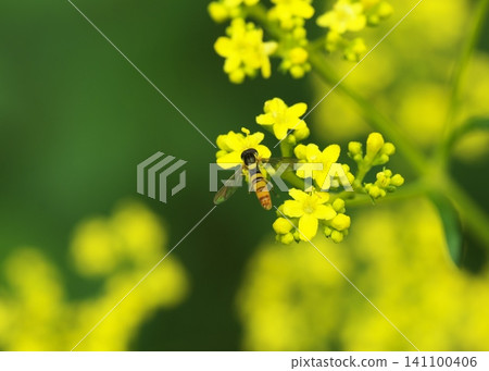Hanaab and yellow flowers Hanaab and yellow flowers 141100406