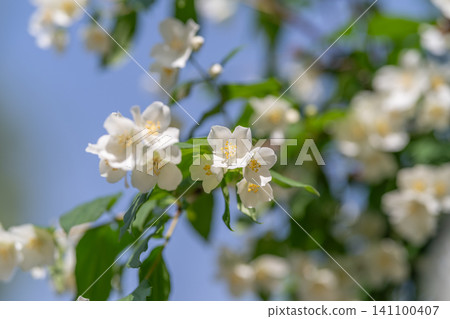 White jasmine blossoms on a sunlit garden branch White jasmine blossoms on a sunlit garden branch 141100407