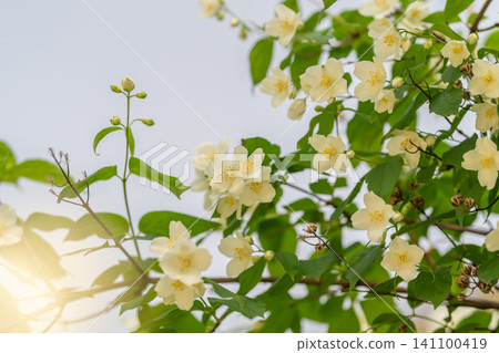 Creamy-white jasmine blossoms on slender green branches against a pale sky Creamy-white jasmine blossoms on slender green branches against a pale sky 141100419