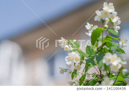 White jasmine blossoms on leafy branch with blurred building background White jasmine blossoms on leafy branch with blurred building background 141100436
