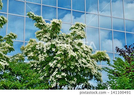 The flowers of the Japanese dogwood (Cornus kousa) are reflected on the glass wall of the hotel (summer, June). The flowers of the Japanese dogwood (Cornus kousa) are reflected on the glass wall of the hotel (summer, June). 141100491