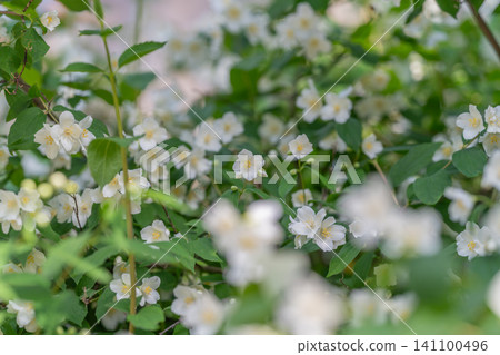 White jasmine-like flowers amid green leaves in soft sunlight White jasmine-like flowers amid green leaves in soft sunlight 141100496