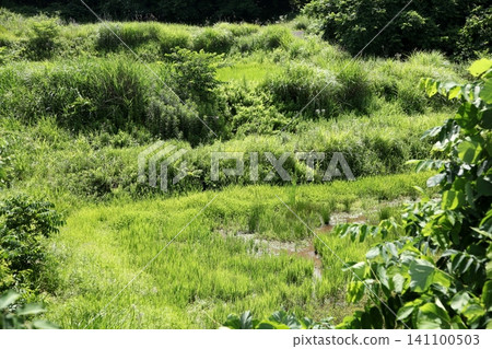 Abandoned rice paddies in the mountains 141100503