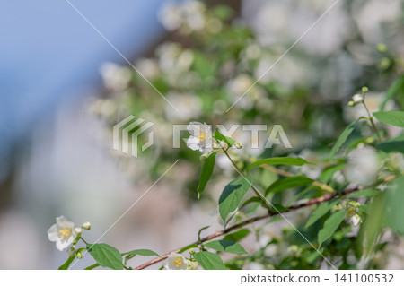 White jasmine blossoms on green shrub with soft blue sky background White jasmine blossoms on green shrub with soft blue sky background 141100532
