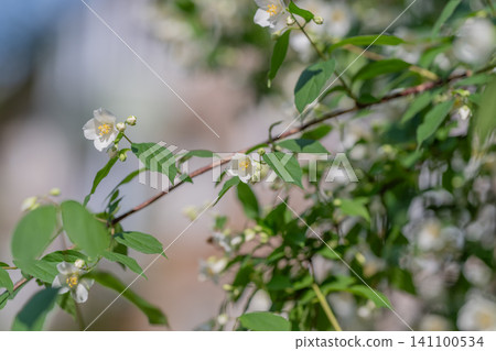 Delicate white blossoms on slender green branches Delicate white blossoms on slender green branches 141100534