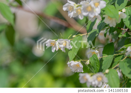 White jasmine blossoms on leafy green shrub in soft sunlight White jasmine blossoms on leafy green shrub in soft sunlight 141100538