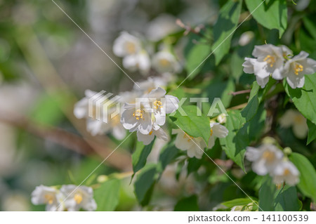 White jasmine blossoms on leafy green branches in sunlight White jasmine blossoms on leafy green branches in sunlight 141100539