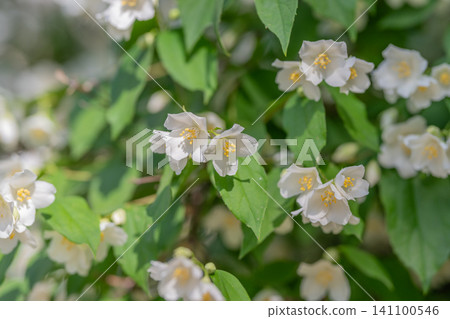White jasmine blossoms on leafy green shrub in soft daylight White jasmine blossoms on leafy green shrub in soft daylight 141100546