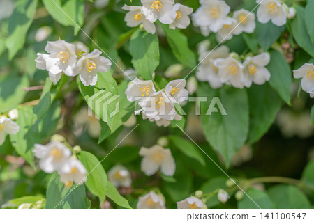Cluster of delicate white jasmine-like flowers on green shrub 141100547